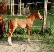 Peruvian Paso Stallion - Poco Loco