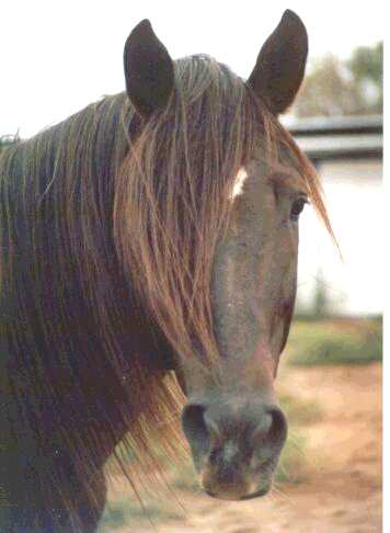 Poco  -  Peruvian Paso Stallion