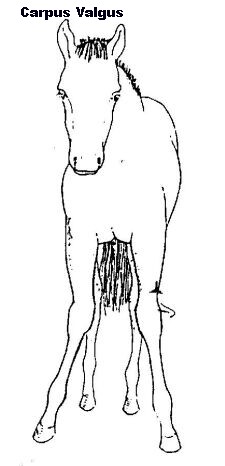 foal carpus valgus leg angular deformity