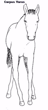 Carpus varus  foal leg deformity