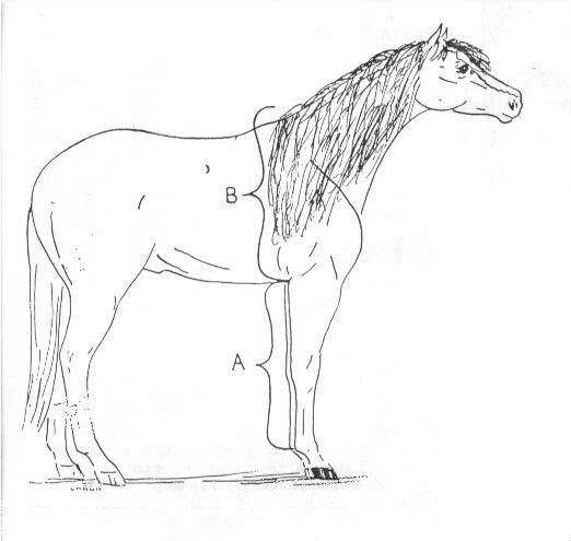 Foal height estimation